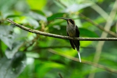 Phaethornis eurynome