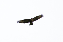 Buteo buteo insularum