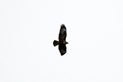 Buteo buteo insularum