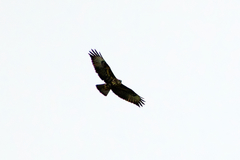 Buteo buteo insularum