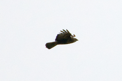 Buteo buteo insularum