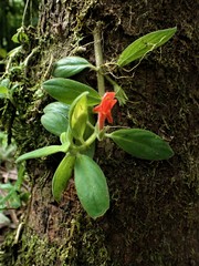 Columnea scandens