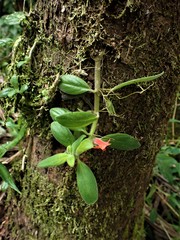 Columnea scandens