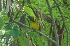 Geothlypis aequinoctialis