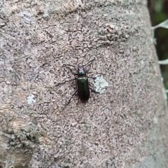 Strongylium cupreocinctum