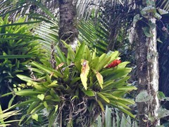 Guzmania monostachia
