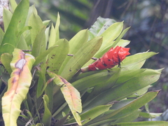 Guzmania monostachia