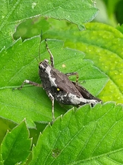 Batrachidea