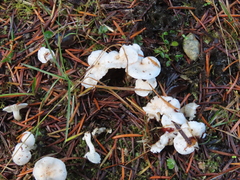 Hygrophorus pusillus