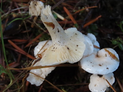 Hygrophorus pusillus