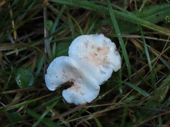 Hygrophorus pusillus