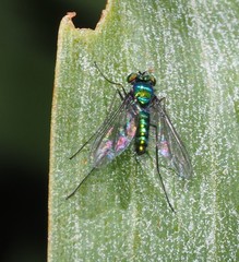 Heteropsilopus cingulipes