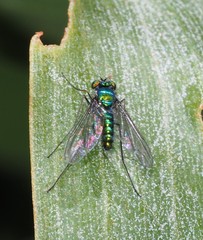 Heteropsilopus cingulipes