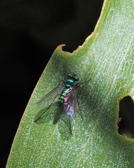 Heteropsilopus cingulipes