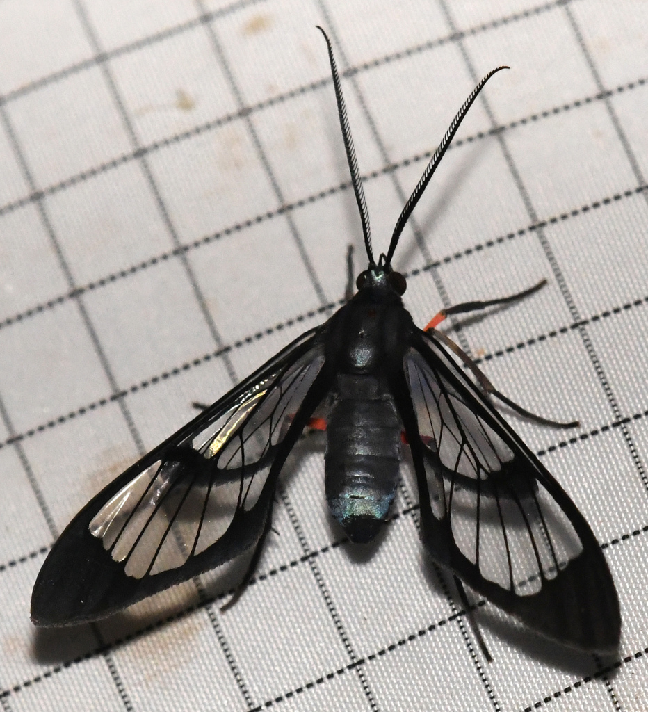 Mesothen caeruleicorpus