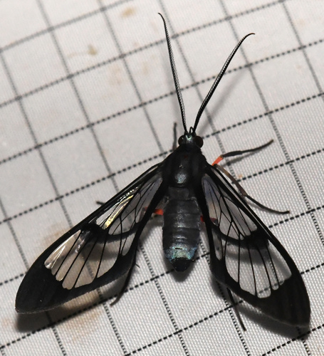 Mesothen caeruleicorpus