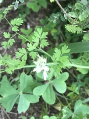 Fumaria parviflora