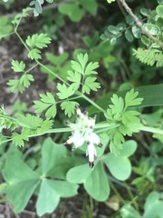 Fumaria parviflora