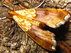 Agrotera nemoralis