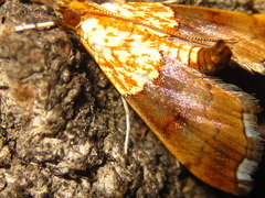 Agrotera nemoralis