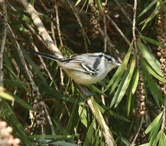 Herpsilochmus atricapillus