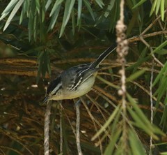 Herpsilochmus atricapillus