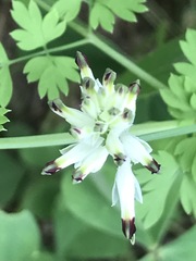 Fumaria parviflora