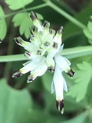 Fumaria parviflora