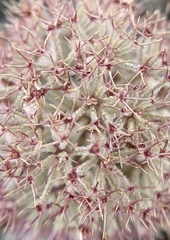 Oreonana purpurascens
