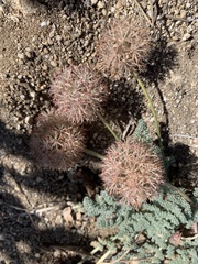 Oreonana purpurascens