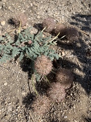Oreonana purpurascens