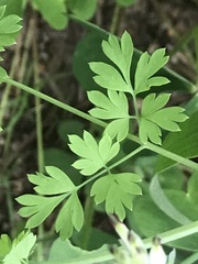 Fumaria parviflora
