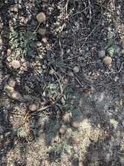 Oreonana purpurascens