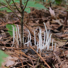 Clavaria fragilis vermicularis