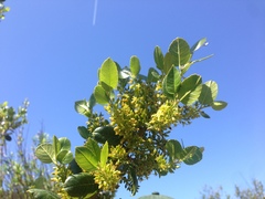 Rhamnus pirifolia