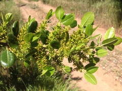 Rhamnus pirifolia