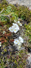 Euphrasia collina glacialis