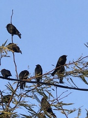Molothrus ater
