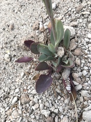 Penstemon secundiflorus