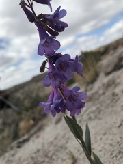 Penstemon secundiflorus