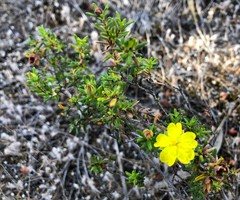 Hibbertia devitata