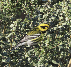 Setophaga townsendi