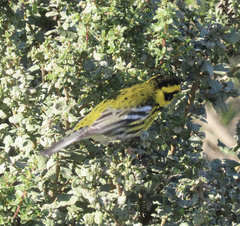 Setophaga townsendi