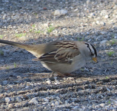 Zonotrichia leucophrys