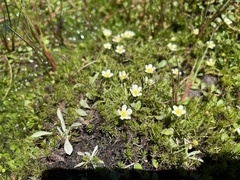 Ranunculus millanii