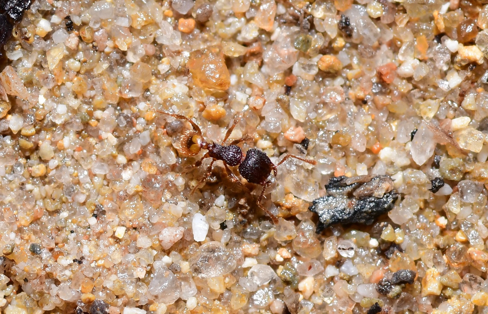 Pheidole longiceps
