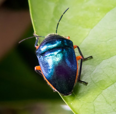 Lampromicra
