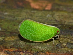 Acanaloniidae