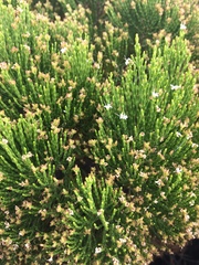 Veronica cupressoides