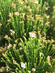 Veronica cupressoides